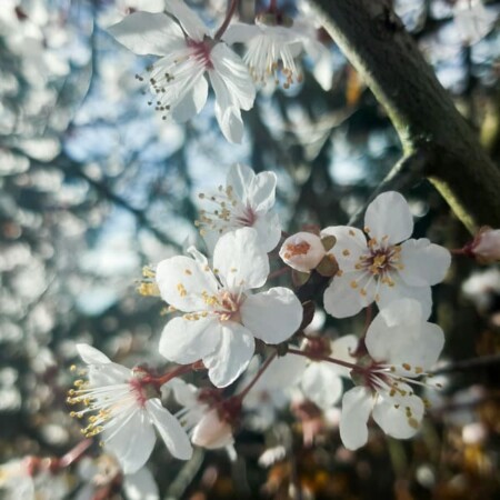 Le Prunus de mon jardin, en fleurs début mars m'a inspiré la collection Fleurs.